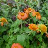 Landesgartenschau - Überlingen